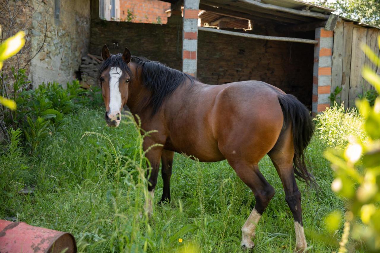Pensjonat Cavalo De Xisto - Turismo Rural, Lda. Almaceda Zewnętrze zdjęcie